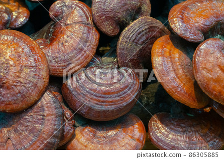 Lingzhi mushroom or Reishi mushroom 86305885