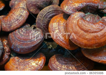 Lingzhi mushroom or Reishi mushroom 86305886