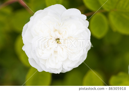 玫瑰夫人阿迪 玫瑰夫人阿迪 86305918