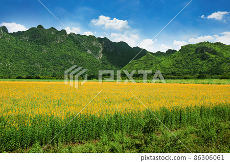 Spring yellow blossom flower fields with mountain and blue sky natural background concept Spring yellow blossom flower fields with mountain and blue sky natural background concept 86306061
