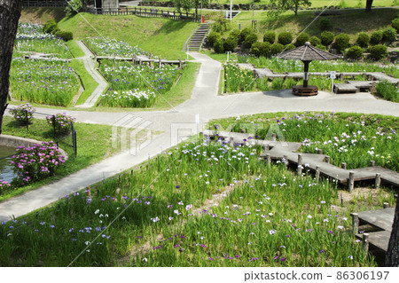 Okazaki City East Park Flower Iris Festival Scenery Okazaki City East Park Flower Iris Festival Scenery 86306197