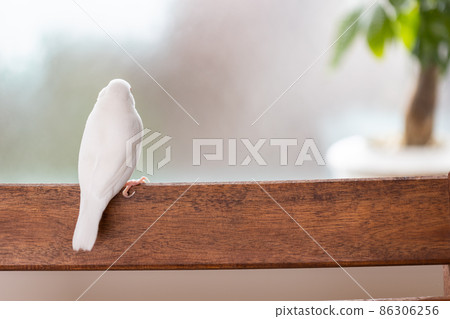 可愛的白鳥（白鳥） 86306256