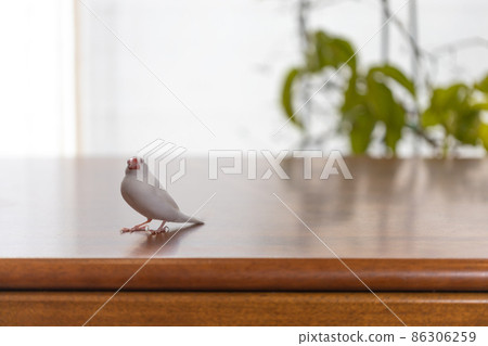 可愛的白鳥（白鳥） 86306259