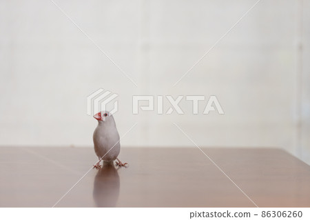 可愛的白鳥（白鳥） 86306260