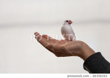手掌上一隻可愛的小白鳥(白麻雀) 手掌上一隻可愛的小白鳥(白麻雀) 86306262