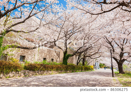 A row of cherry blossom trees in front of the Minami Osawa Campus of Tokyo Metropolitan University 86306275