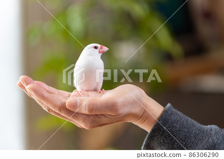 手掌上一隻可愛的小白鳥（白麻雀） 86306290