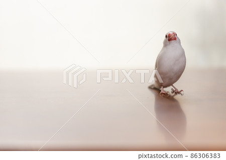 手掌上一隻可愛的小白鳥（白麻雀） 86306383