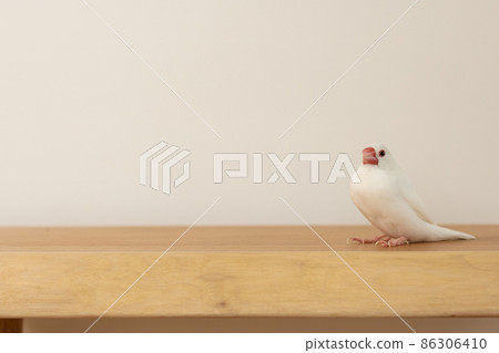 可愛的白鳥(白鳥) 可愛的白鳥(白鳥) 86306410