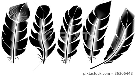 Collection of feather illustration, drawing, engraving, ink line art 86306448
