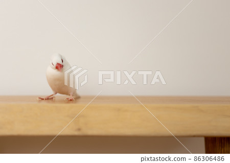 可愛的白鳥(白鳥) 可愛的白鳥(白鳥) 86306486