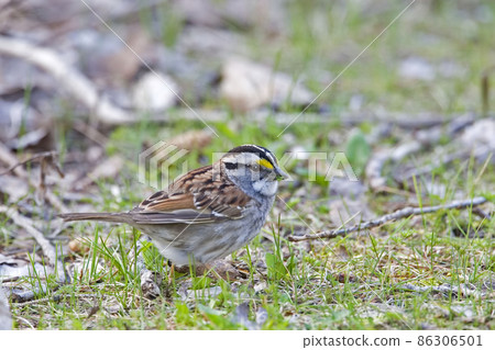 White-throated Sparrow, Zonotrichia albicollis, close view on the ground 86306501