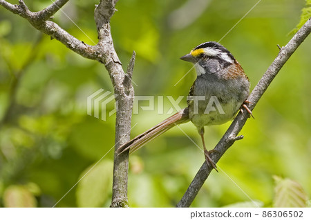 White-throated Sparrow, Zonotrichia albicollis, perched on a branch 86306502