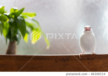 一隻可愛的小白鳥(白麻雀)棲息在窗邊的椅子上 一隻可愛的小白鳥(白麻雀)棲息在窗邊的椅子上 86306514