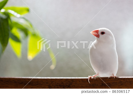 一隻可愛的小白鳥(白麻雀)棲息在窗邊的椅子上 一隻可愛的小白鳥(白麻雀)棲息在窗邊的椅子上 86306517
