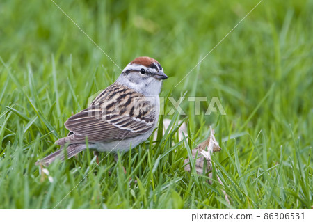 Chipping Sparrow, Spizella passerina, hunting in the grass 86306531
