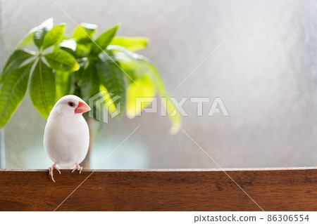 一隻可愛的小白鳥(白麻雀)棲息在窗邊的椅子上 一隻可愛的小白鳥(白麻雀)棲息在窗邊的椅子上 86306554