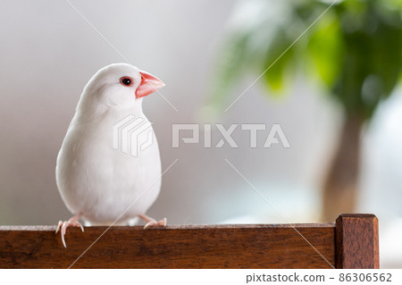 A cute little white bird (white sparrow) perching on a chair by the window 86306562