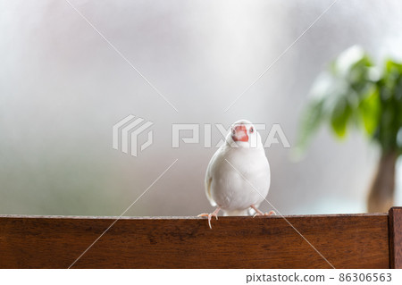 A cute little white bird (white sparrow) perching on a chair by the window 86306563