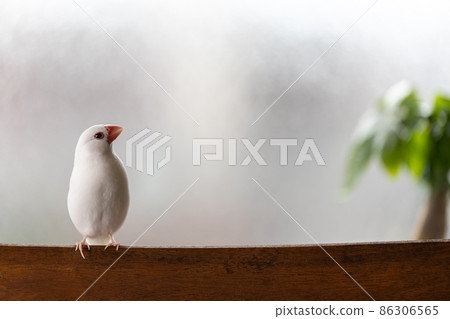 一隻可愛的小白鳥(白麻雀)棲息在窗邊的椅子上 一隻可愛的小白鳥(白麻雀)棲息在窗邊的椅子上 86306565