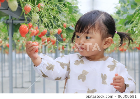 Children experiencing strawberry picking 86306681