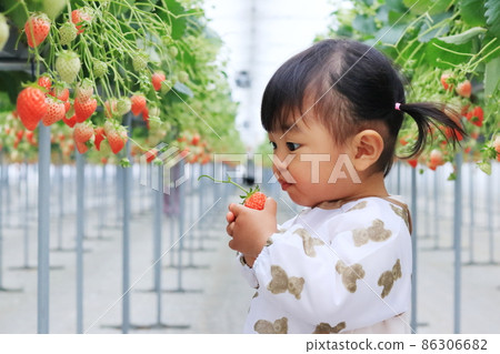 Children experiencing strawberry picking 86306682