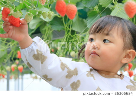 體驗草莓採摘的孩子們 86306684