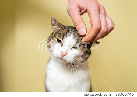 Close-up hand of a volunteer stroking a cute stray cat. The concept of charity and helping animals. Cute happy cat character hug his owner. Pet happy to play with random visitor at the animal shelter Close-up hand of a volunteer stroking a cute stray cat. The concept of charity and helping animals. Cute happy cat character hug his owner. Pet happy to play with random visitor at the animal shelter 86306740