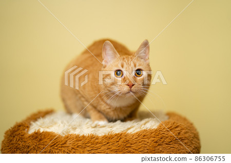 Cute Ginger tabby cat on yellow background. Red fluffy friend. Domestic cute pet. Animal and pet concept. An adult red cat sits posing on a stool in the studio against the background of a yellow wall Cute Ginger tabby cat on yellow background. Red fluffy friend. Domestic cute pet. Animal and pet concept. An adult red cat sits posing on a stool in the studio against the background of a yellow wall 86306755