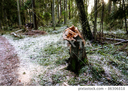 Storm broken trees in the forest in winter. Storm damage in the forest. Selective focus 86306818