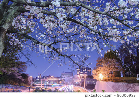 Edo Castle Daikancho-dori, cherry blossoms in full bloom and the light trail of the Metropolitan Expressway, Chiyoda-ku, Tokyo Edo Castle Daikancho-dori, cherry blossoms in full bloom and the light trail of the Metropolitan Expressway, Chiyoda-ku, Tokyo 86306952