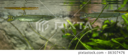 Pike Ctenolucius hujeta hunts small fish. Hujeta Gar Fish swims under the surface of the water 86307476