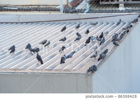 Close up of group of wild rock dove, pigeon bird on rooftop of building, Animal. 86308428