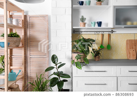 Beautiful green potted plants in kitchen. Home decoration Beautiful green potted plants in kitchen. Home decoration 86308693