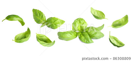 Set of fresh green basil leaves on white background 86308809