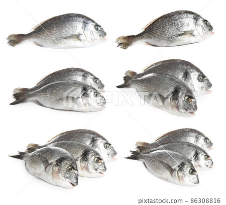 Set of fresh raw dorada fish on white background 86308816