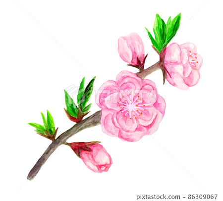 桃花手繪水彩插圖 86309067