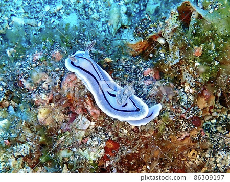 Misole Umizushi 86309197