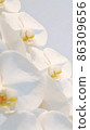 有白色花瓣的美麗的蝴蝶蘭 86309656