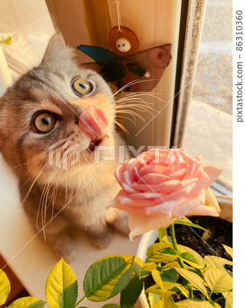 Cute Scottish cat, beautiful home with a delicate rose 86310360