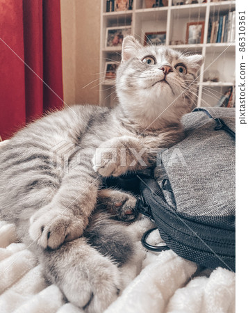 Cute scottish cat, beautiful domestic cat foto Cute scottish cat, beautiful domestic cat foto 86310361