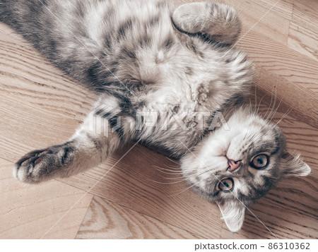 Cute scottish cat, beautiful domestic cat foto Cute scottish cat, beautiful domestic cat foto 86310362