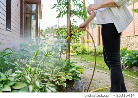 Woman watering flowerbeds with a hose in garden 86310414