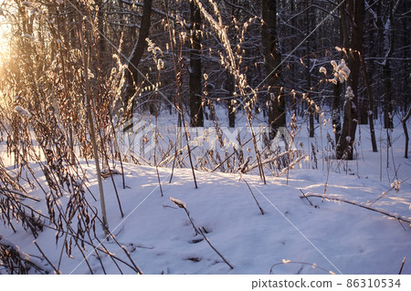 Dry grass in a snowdrift. Sunlight from the side. Dry grass in a snowdrift. Sunlight from the side. 86310534