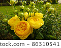 Beautiful bush of yellow roses in a spring garden. Rose garden. 86310541