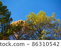 Autumn pine trees against the blue sky. Trees of different colors. Beautiful natural background 86310542