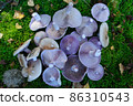 A pile of cut edible mushrooms, Blewits, or Lepista nuda, showing underside with purple gills 86310543
