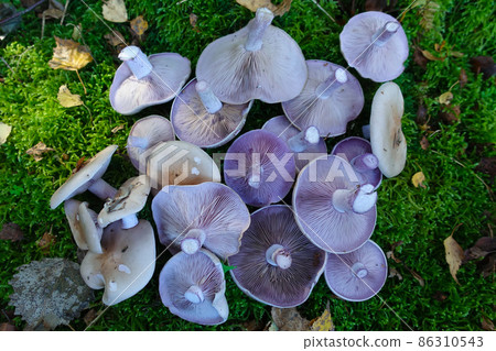 A pile of cut edible mushrooms, Blewits, or Lepista nuda, showing underside with purple gills A pile of cut edible mushrooms, Blewits, or Lepista nuda, showing underside with purple gills 86310543