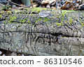 Texture of an old tree with paths from a bark beetle insect, beautiful background 86310546