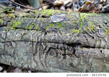 Texture of an old tree with paths from a bark beetle insect, beautiful background 86310546